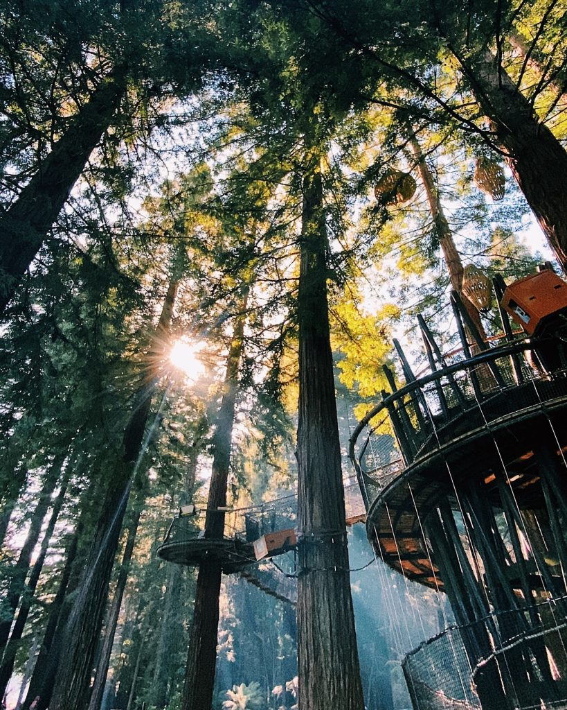 27.treewalks.jpg