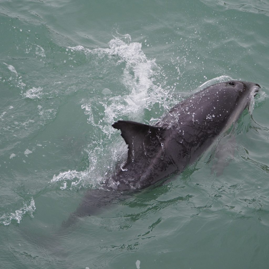59.Kaikoura.jpeg